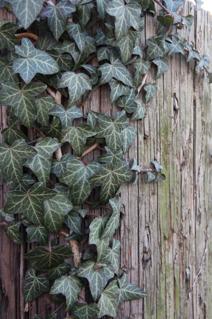 how-to-get-rid-of-english-ivy-see-jane-drill