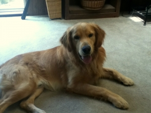 Zak on carpet