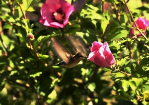 hummingbird-170540_640