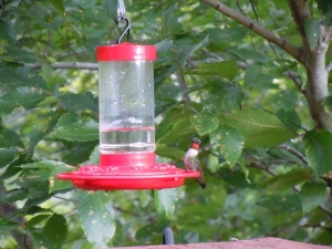 red-throat-hummingbird-193700_640