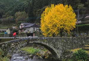 gingko-tree-199258_640