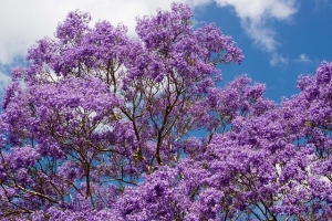 jacaranda-268926_640