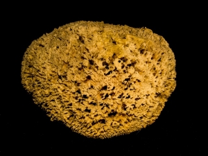 natural-sponge-232368_640