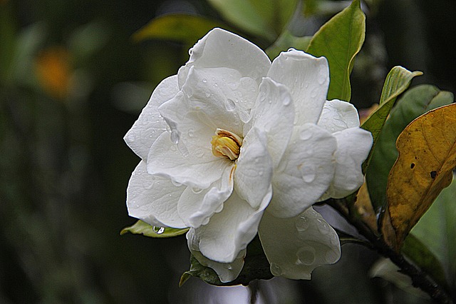 gardenia-178719_640